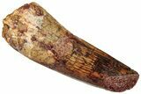 Fossil Spinosaurus Tooth - Real Dinosaur Tooth #322254-1